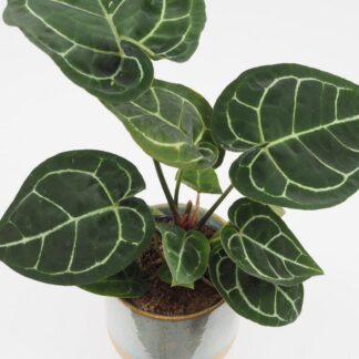 Anthurium crystallinum velké Anthurium crystallinum