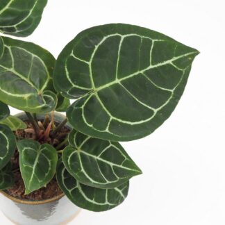 Anthurium crystallinum velké Anthurium crystallinum