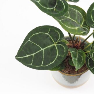 Anthurium crystallinum velké Anthurium crystallinum