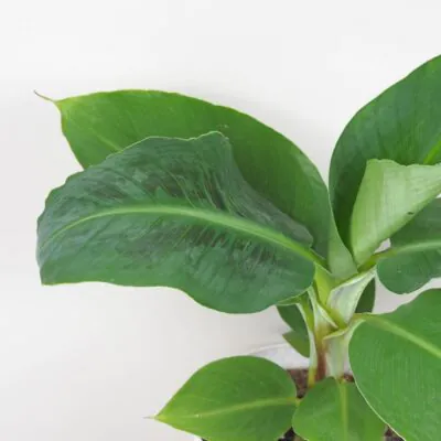 Bananovník Musa tropicana