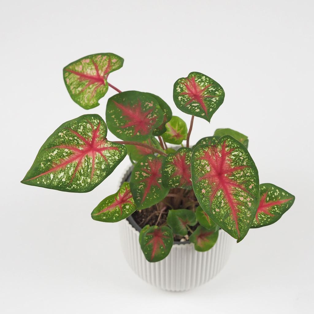 Caladium ‘Pink Queen’ střední caladium pink queen