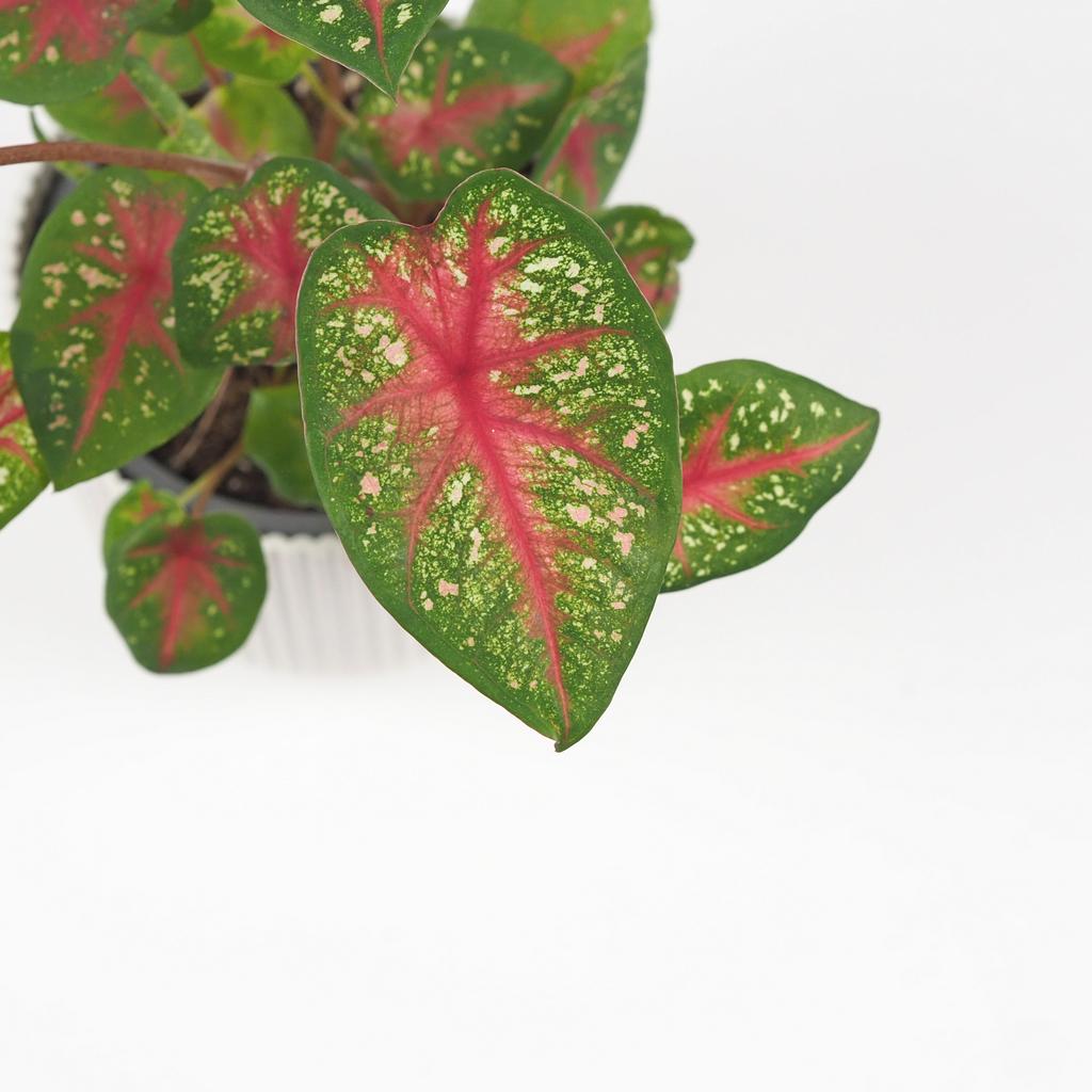 Caladium ‘Pink Queen’ střední caladium pink queen