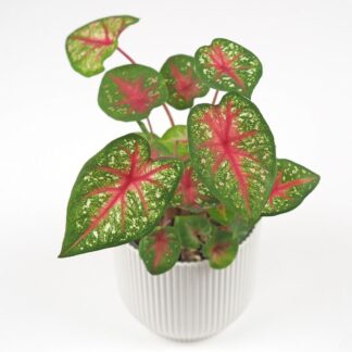 Caladium ‘Pink Queen’ střední caladium pink queen