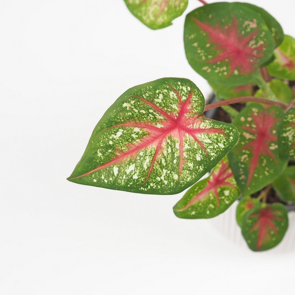 Caladium ‘Pink Queen’ střední caladium pink queen