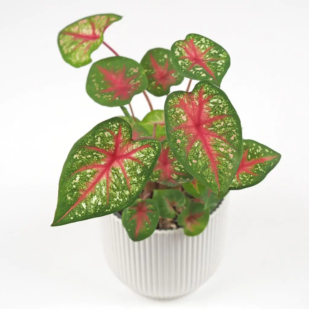 Caladium ‘Pink Queen’ střední caladium pink queen
