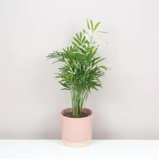 Chamaedorea elegans variegata panašovaná palmička