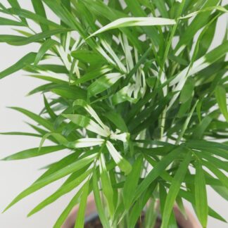 Chamaedorea elegans variegata panašovaná palmička
