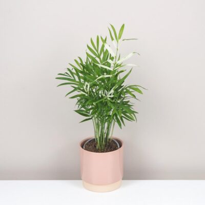 Chamaedorea elegans variegata panašovaná palmička