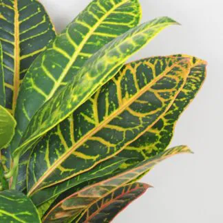 Krotonovec Codiaeum variegatum Petra