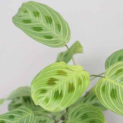 Maranta leuconeura Light Veins izbova rastlina plantizia