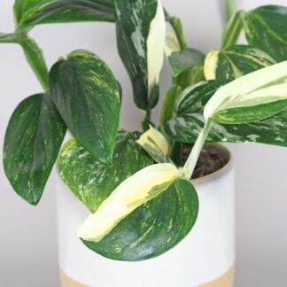 Monstera standleyana variegata Monstera standleyana variegata philodendron cobra panasovany