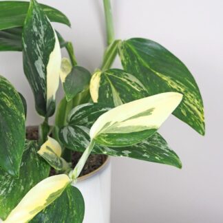 Monstera standleyana variegata Monstera standleyana variegata philodendron cobra panasovany