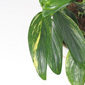 Monstera standleyana variegata Monstera standleyana variegata philodendron cobra panasovany