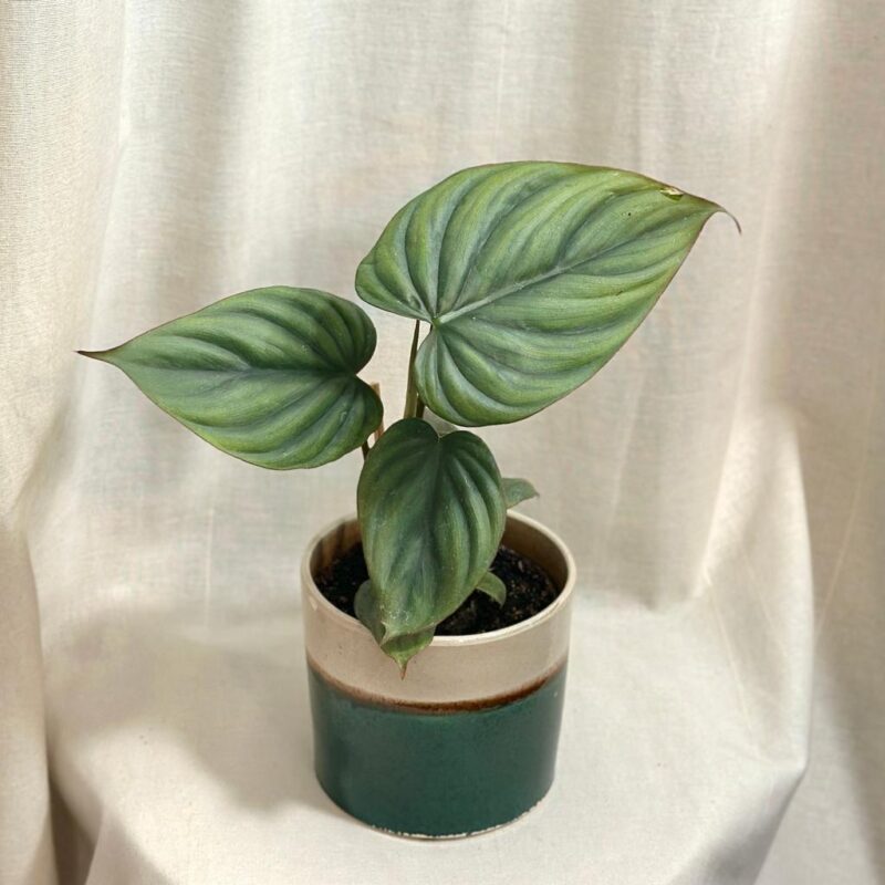 philodendron 'Colombie'