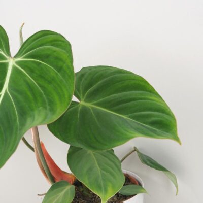Philodendron gloriosum  filodendron zeleny