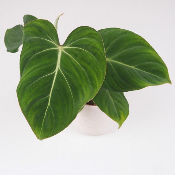 Philodendron gloriosum  filodendron zeleny