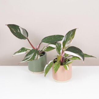 Philodendron ‘Red Anderson’ malý Philodendron Red Anderson panasovany filodendron vzacna izbova rastlina