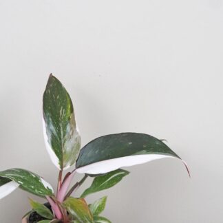 Philodendron ‘Red Anderson’ malý Philodendron Red Anderson panasovany filodendron vzacna izbova rastlina