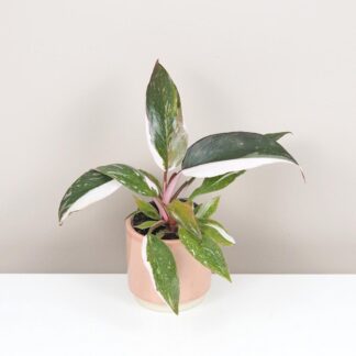 Philodendron ‘Red Anderson’ malý Philodendron Red Anderson panasovany filodendron vzacna izbova rastlina