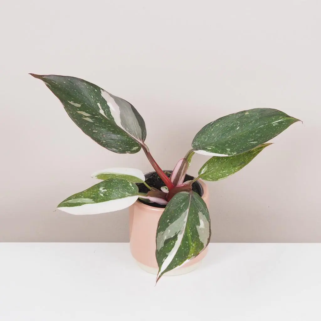 Philodendron ‘Red Anderson’ malý Philodendron Red Anderson panasovany filodendron vzacna izbova rastlina