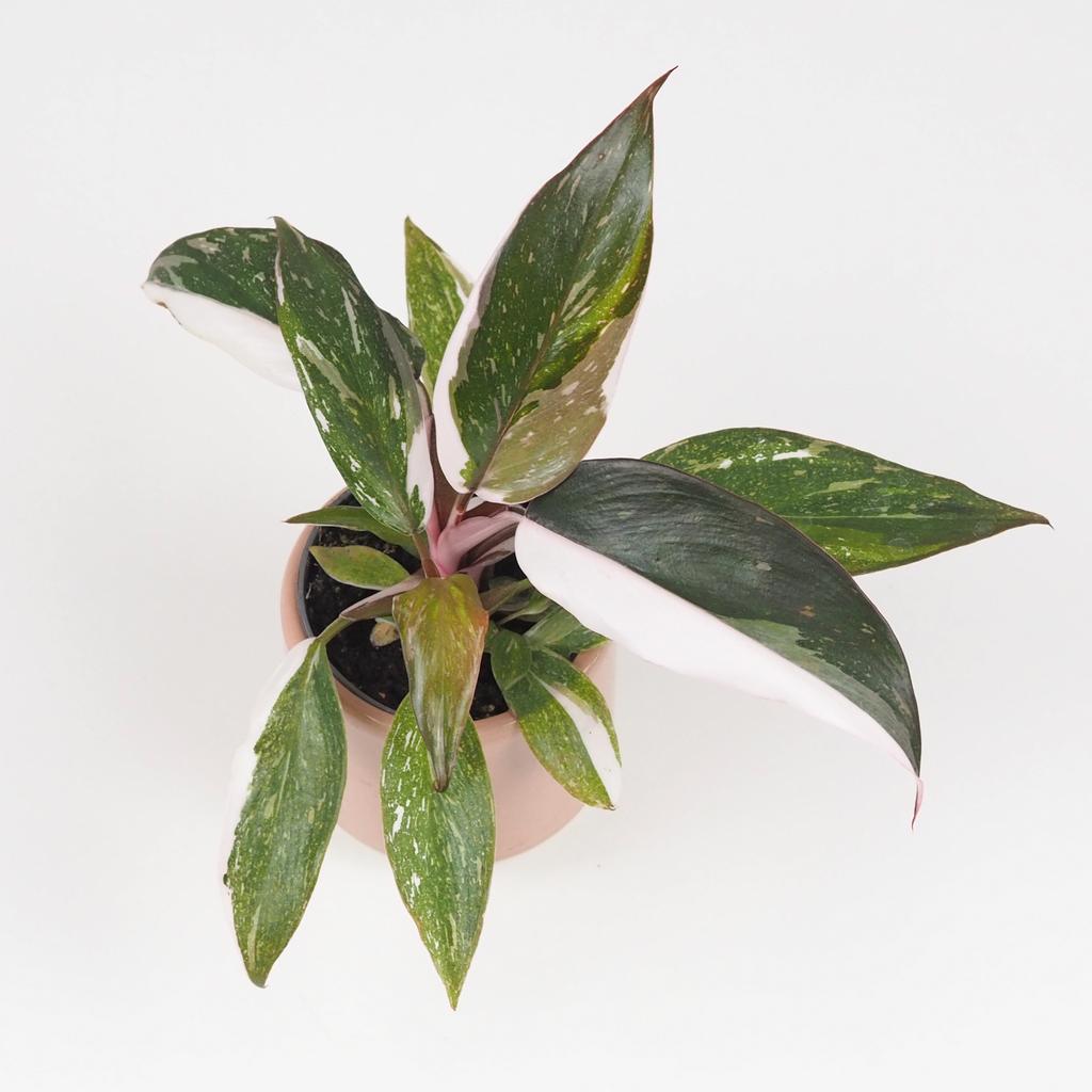 Philodendron ‘Red Anderson’ malý Philodendron Red Anderson panasovany filodendron vzacna izbova rastlina