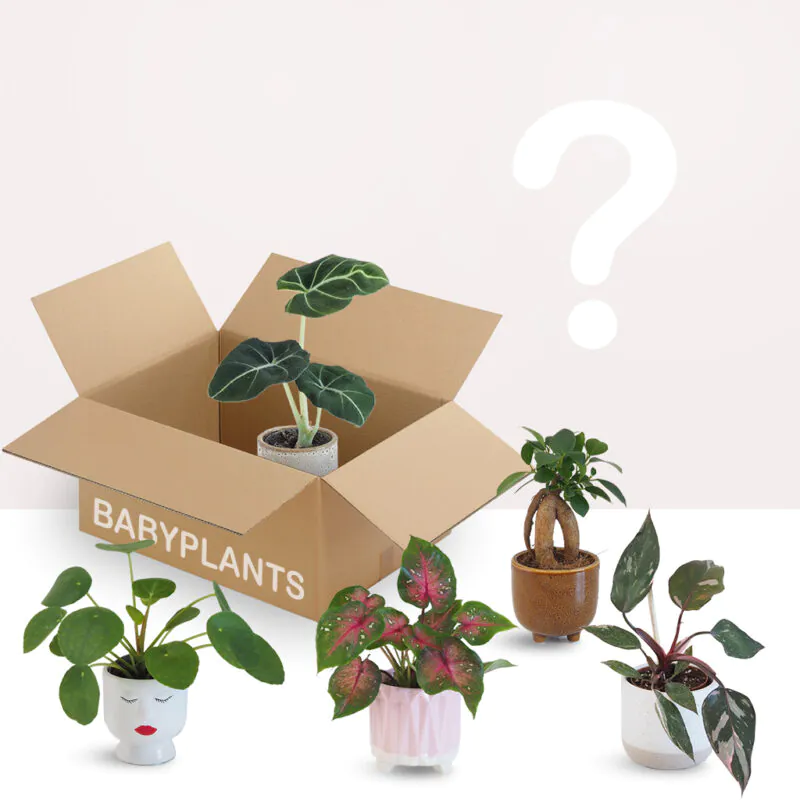 Rostlinné předplatné babyplants