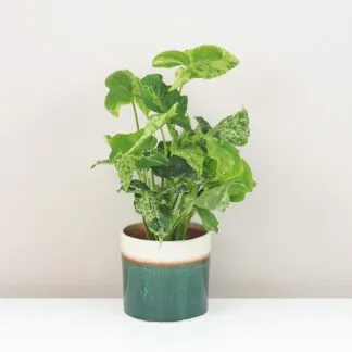 syngonium podophyllum mottled mojito