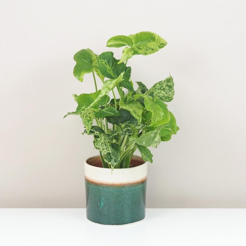 syngonium podophyllum mottled mojito
