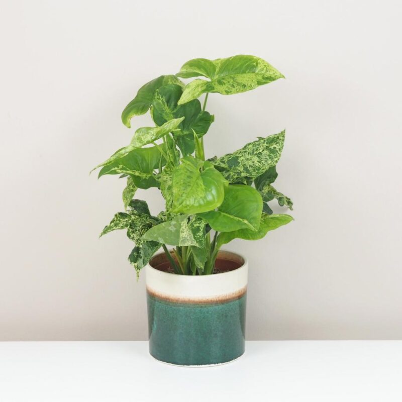 syngonium podophyllum mottled mojito