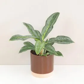 Aglaonema ‘Emerald Stone’