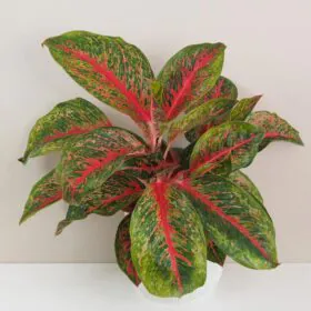 Aglaonema ‘Lychee Red’ maxi