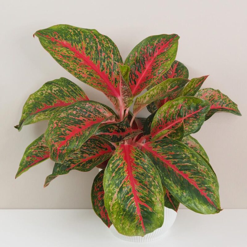 Aglaonema lychee red nenarocna farebna izbova rastlina