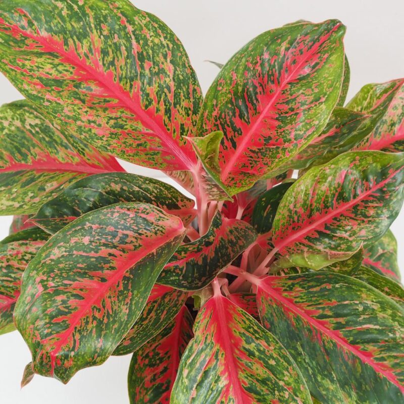 Aglaonema lychee red nenarocna farebna izbova rastlina