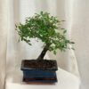 Bonsai Brest drobnolistý / Ulmus parvifolia Bonsai Brest drobnolistý / Ulmus parvifolia