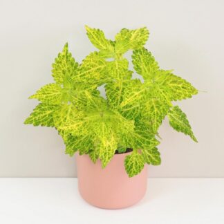 Coleus wizard golden okrasna africka zihlava farebna rastlina