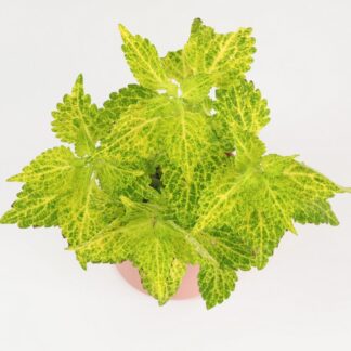 Coleus wizard golden okrasna africka zihlava farebna rastlina