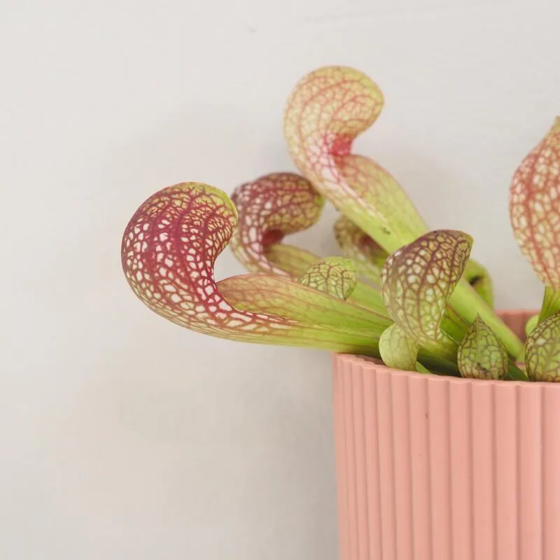 Masožravá rostlina Sarracenia scarlet belle
