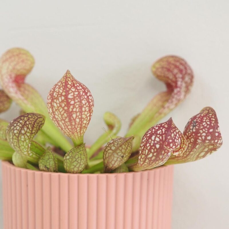 Mäsožravá rastlina Sarracenia scarlet belle
