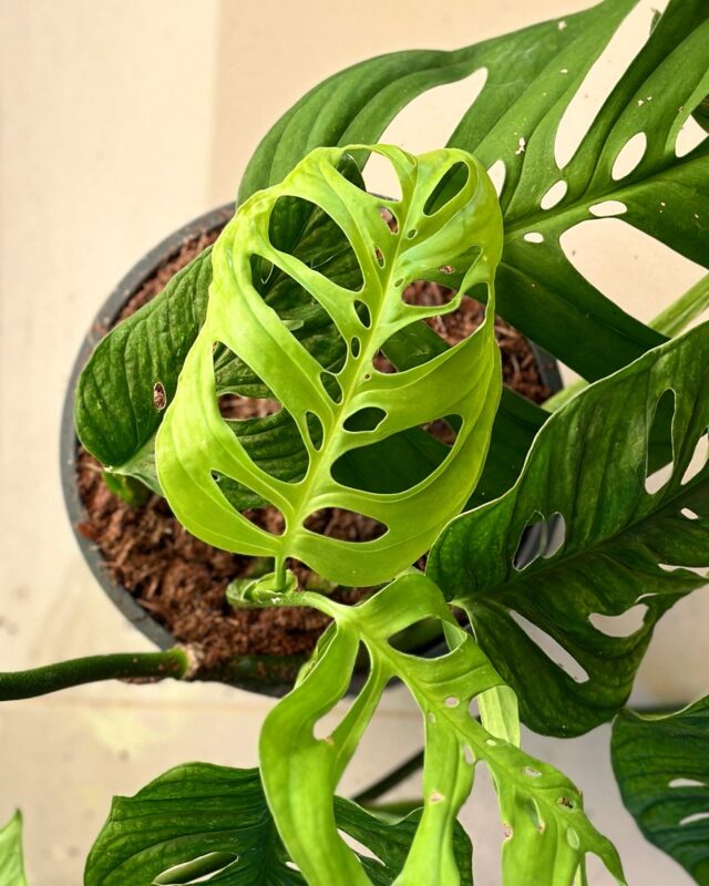 Proč monstera nemá děravé listy? 5 důvodů proč jí rostou jen plné listy monstera derave listy