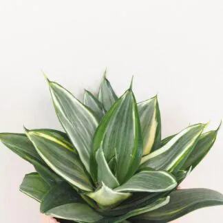 Sansevieria hahnii Diamond tchýně jazyky nenarocná pokojová rostlina