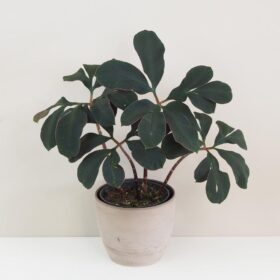 Zmijovec / Amorphophallu atroviridis velký