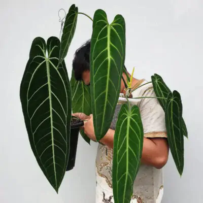 anthurium warocqueanum vzácná pokojová rostlina
