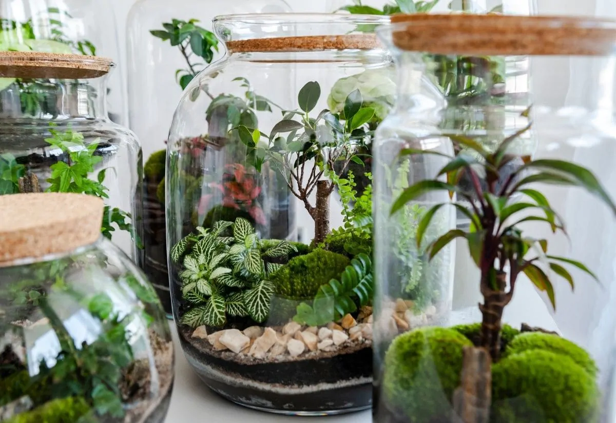 rostlinné terarium jak si vyrobit