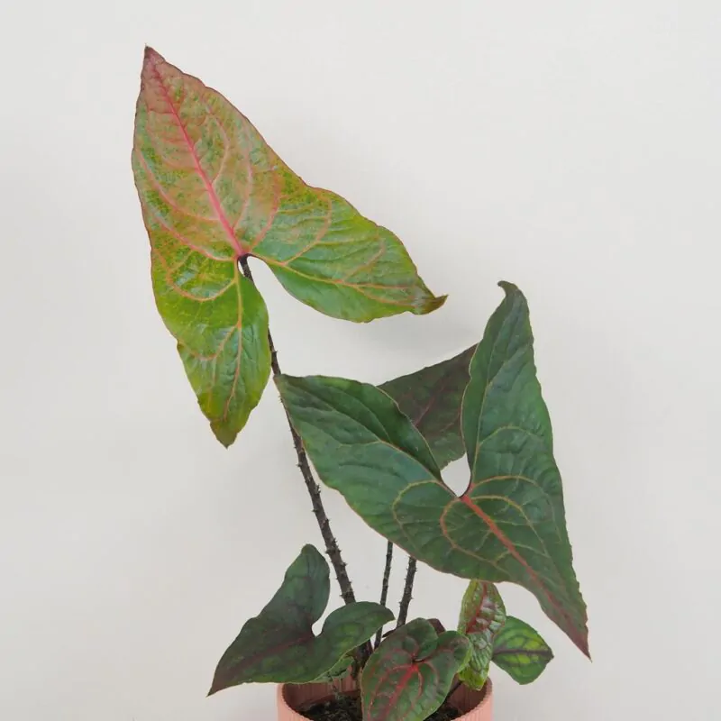 Alocasia Black Jack Cyrtosperma johnstonii raritna izbova rastlina