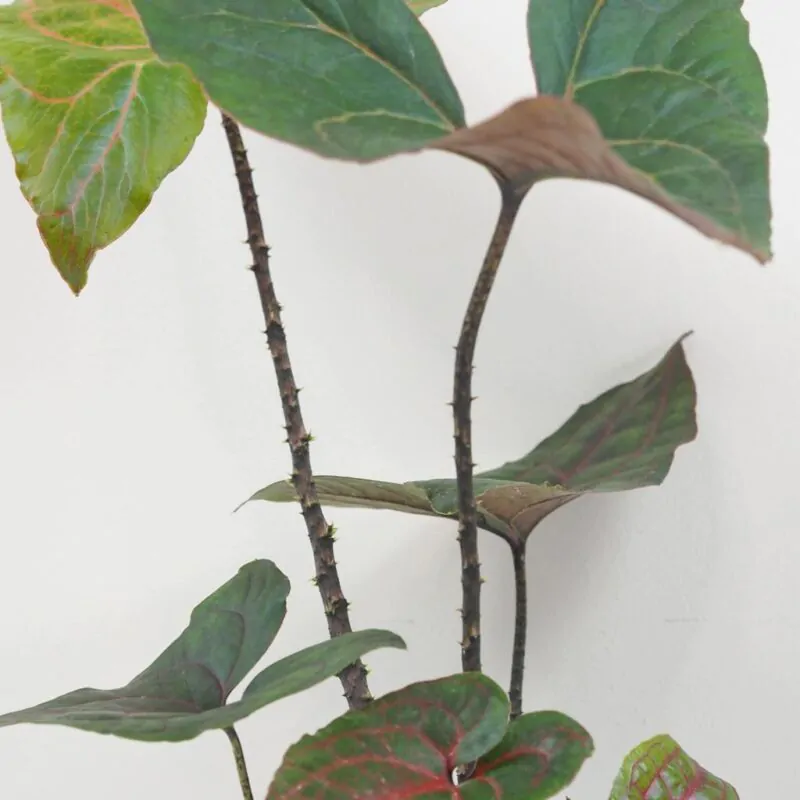 Alocasia Black Jack Cyrtosperma johnstonii raritna izbova rastlina