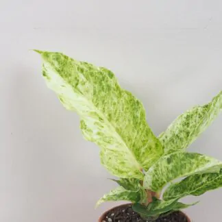 Anthurium hookeri variegata Anthurium hookeri variegata panasovana raritna izbova rastlina