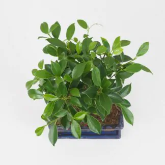 Bonsai Ficus retusa
