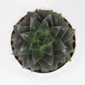 Echeveria purpusorum