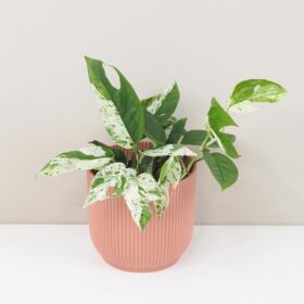 Epipremnum pinnatum ‘Marble King’