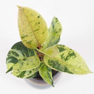 Ficus elastica Shivereana panasovany fikus